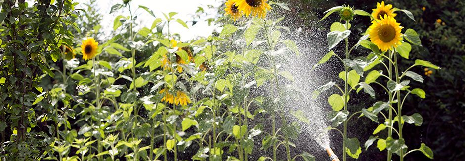 Sonnenblumen werden im Garten gewässert